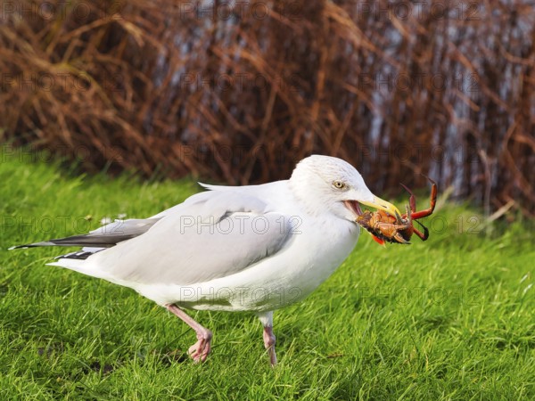 Seagull (Larinae) eating a crab, Brouwersdam, province of South Holland, Netherlands