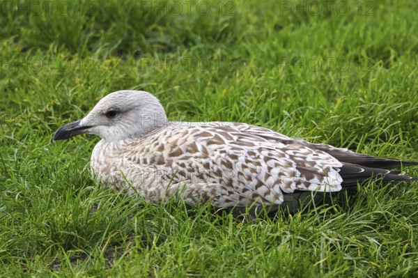 Seagull (Larinae) sitting in the grass, Brouwersdam, province of South Holland, Netherlands