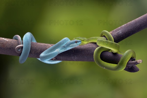 Trimesurus insularis also known as blue viper