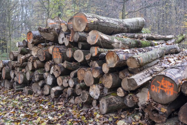 Pile of marked logs in a forest, demonstrating responsible logging and timber harvesting