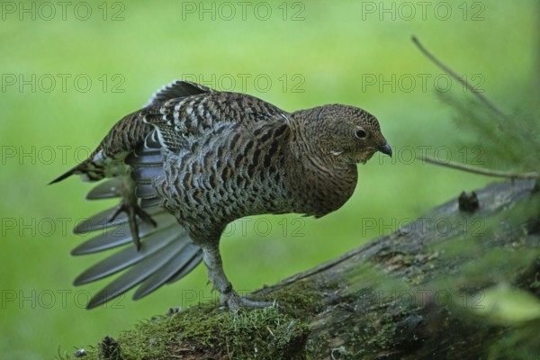 Black grouse female with spread plumage standing on tree trunk looking right