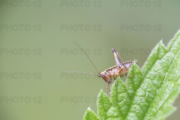 Dark bush-cricket (Pholidoptera griseoaptera), sitting on a leaf, North Rhine-Westphalia, Germany