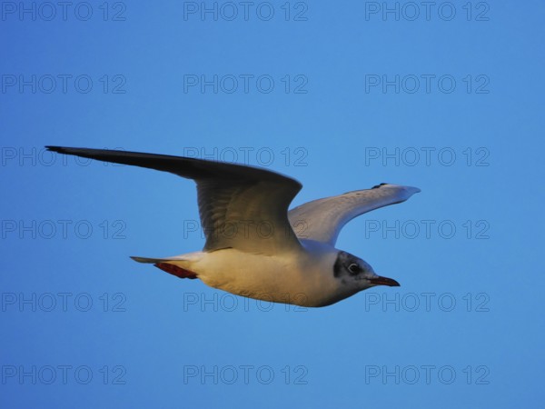 Gull (Larinae) in flight, Brouwersdam, province of South Holland, Netherlands