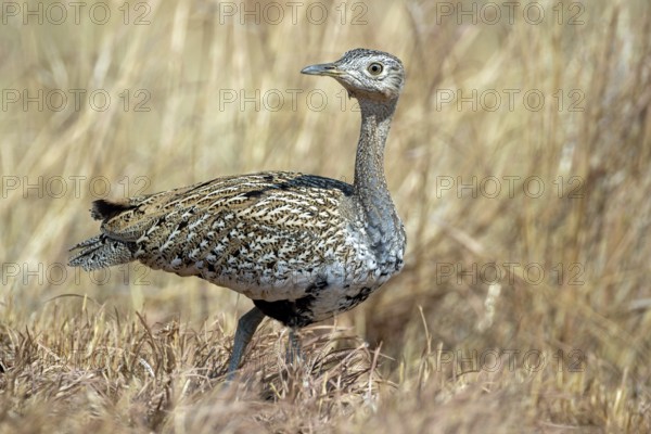 Red-crested korhaan, Lophotis ruficrista, sitting in the grass, Namibia