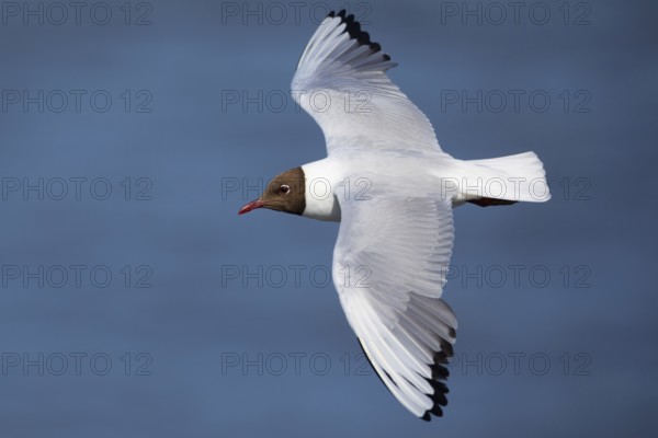 Black-headed Black-headed Gull, Chroicocephalus ridibundus, flight, flying