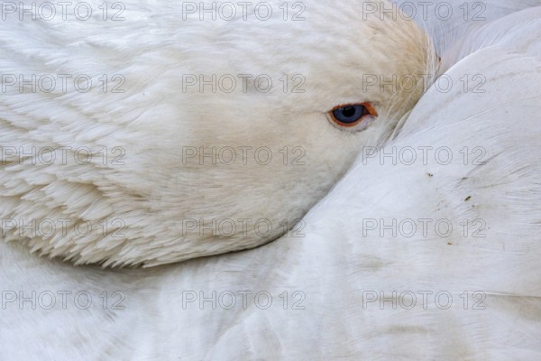 Portrait of a goose