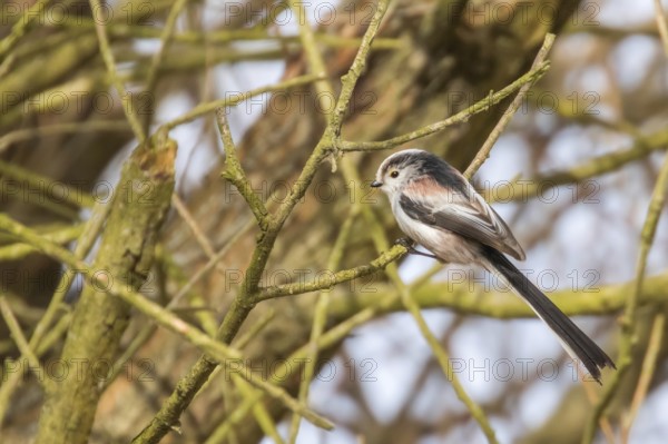 Long-tailed tit on branch (Aegithalos caudatus) Cute little Bird