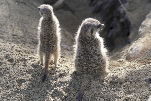 Two meerkats standing back to back in the sand, meerkats or suricates (Suricata suricatta), captive, occurring in southern Africa