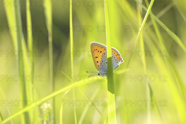 Butterfly among the fresh green grass in the sunshine, May, Poland