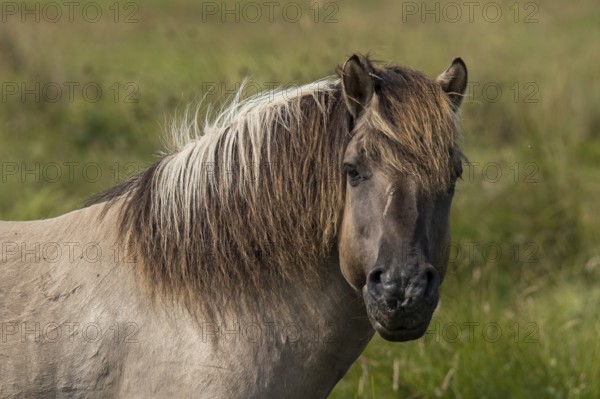 Portrait of a Konik horse