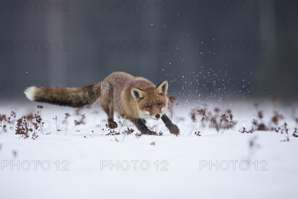 Red fox, Vulpes vulpes, red fox