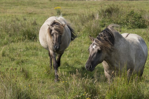 Konik horses grazing in the Wallnau nature reserve (Fehmarn)
