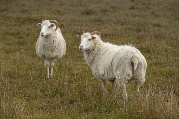 White horned Heidschnucken in the moor