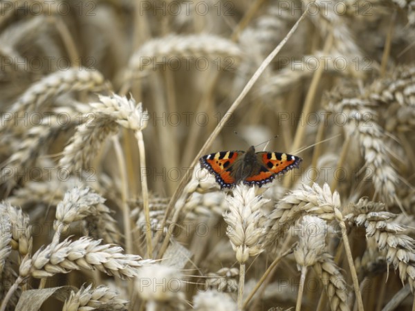 Small tortoiseshell in the wheat field