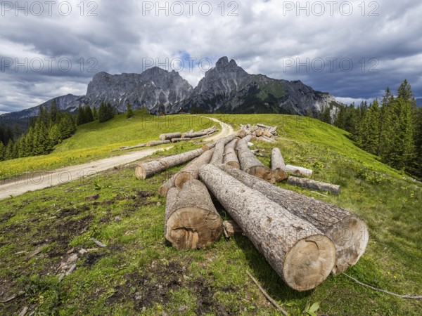 Felled tree trunks, forest path to the Mödlinger Hütte, behind Admonter Kaibling, Admonter Reichenstein, mountain peak in the Admonter-Reichenstein group, Gesäuse National Park, Styria, Austria