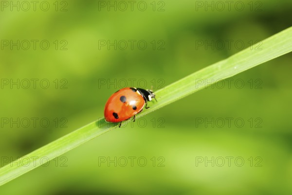 Ladybird on green blade of grass close up