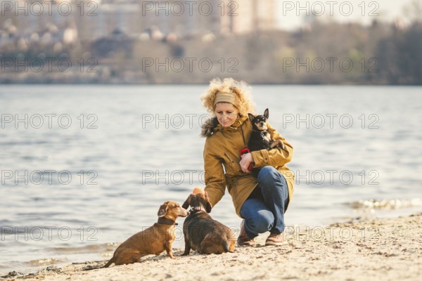Subject lot pets, dog lover on walk. Adult, old elderly Caucasian woman with three dogs breed dachshund and hands toy terrier. owner plays with ball dog on beach near reservoir river lake in sunny