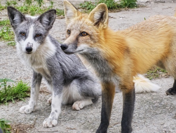 Two cute tamed foxes looking on man