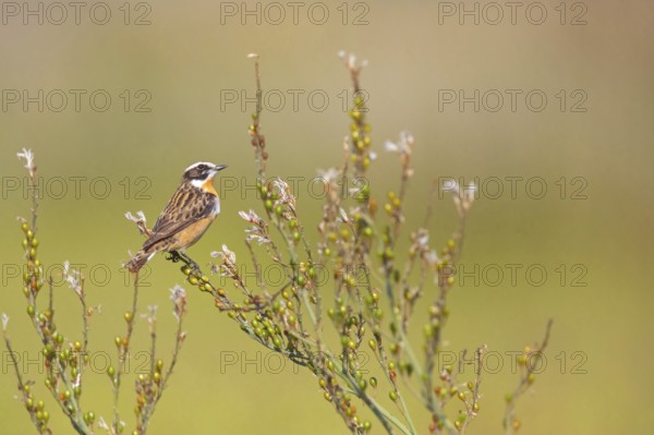Whinchat, (Saxicola rubetra), perch, biotope, habitat, female, Lesbos, Lesbos Island, Greece