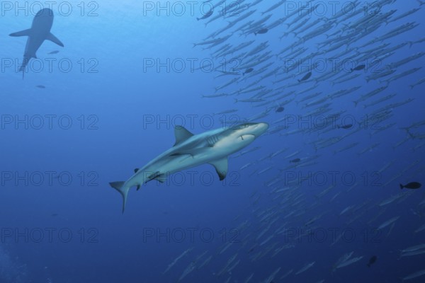 Grey reef shark and barracudas, Carcharhinus amblyrhynchos, Ulong Channel, Micronesia, Palau