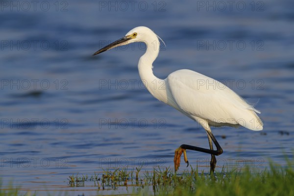 Little egret foraging, (Egretta garzetta) Salalah, Khawr Rawri, Dhofar, Oman