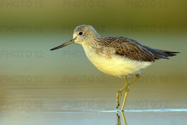 Greenshank, (Tringa nebularia) Wading bird, limesticks, foraging in mudflats, snipe family Salalah, Raysut, Dhofar, Oman