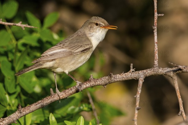 Olive warbler, (Hippolais olivetorum), animal, animals, bird, birds, biotope, habitat, perch, branch, twig, foraging, songbird, reed warbler family Lesvos, Greece