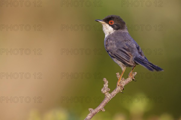 Velvet-headed warbler, (Sylvia melanocephala), warbler family, biotope, habitat, perch, foraging, Lesbos Island, Lesbos, Greece