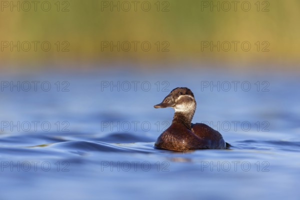 White-headed Ruddy Duck, (Oxyura leucocephala), female, Hides de El Taray Floating Hid, Villafranca de los Caballeros, Castilla La Mancha Toledo, Spain