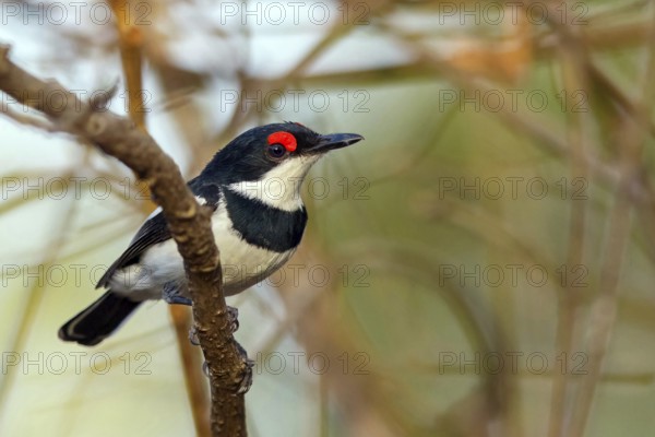 Band-tailed Flycatcher, Lappet Flycatcher, Brown-throated Flycatcher, (Platysteira cyanea), Africa, Sita Joyeh Baobab island, Farasutu, South Bank, Gambia
