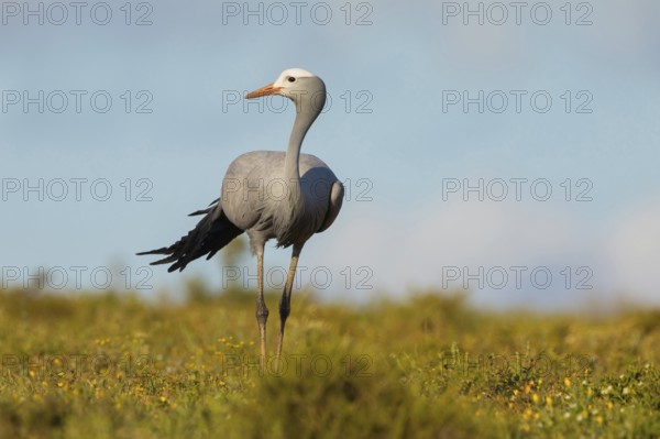 Paradise Crane, (Grus paradisea), (Anthropoides paradisea), Crane family, South Africa, Africa, Addo Elephant National Park, Addo, Western Cape