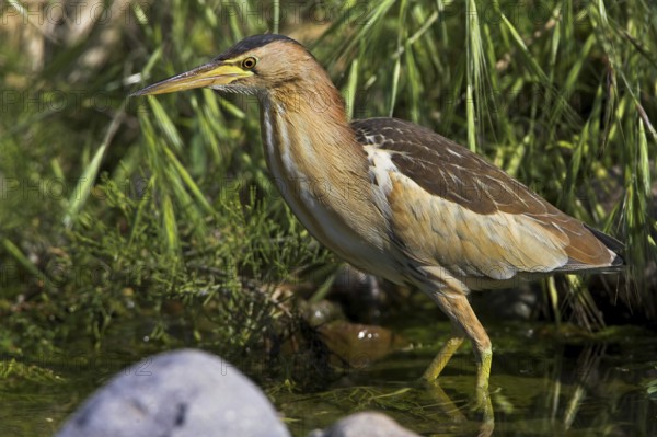 Little Bittern, Little Bittern, (Ixobrychus minutus), foraging, Europe, Greece, Lesbos Island, smallest European heron species, heron, Faneromeni, Lesbos, Greece