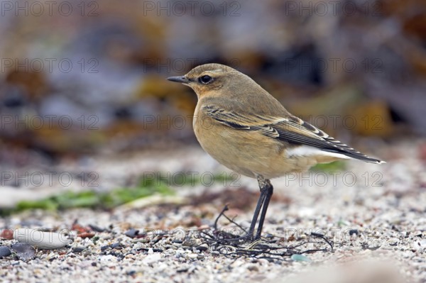 Wheatear, (Oenanthe oenanthe), songbird, bird of the flycatcher family, Bad Dürkheim district, Rhineland-Palatinate, Federal Republic of Germany