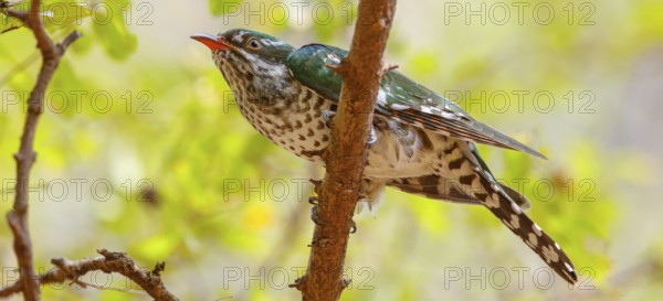 Golden cuckoo, Afrotropical species, family of golden cuckoos, cuckoo, (Chrysococcyx caprius), Wadi Darbat, Salalah, Dhofar, Oman