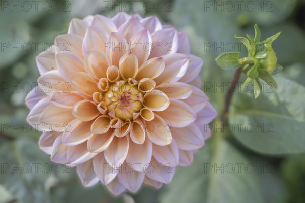 Dahlia flower as a decoration in an urban park. Selestat, Alsace, France