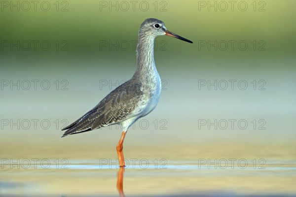 Redshank, (Tringa totanus), Animals, Birds, Snipe family, Raysut, Salalah, Sohar, Oman