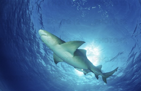 Lemon Shark, Negaprion brevirostris, Bahamas, Grand Bahama Island, Atlantic Ocean