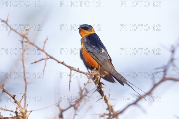 Red-breasted Swallow, (Hirundo semirufa), animals, birds, swallows, perch, Mkuze Game Reserve, Mkuze, KwaZulu-Natal, South Africa