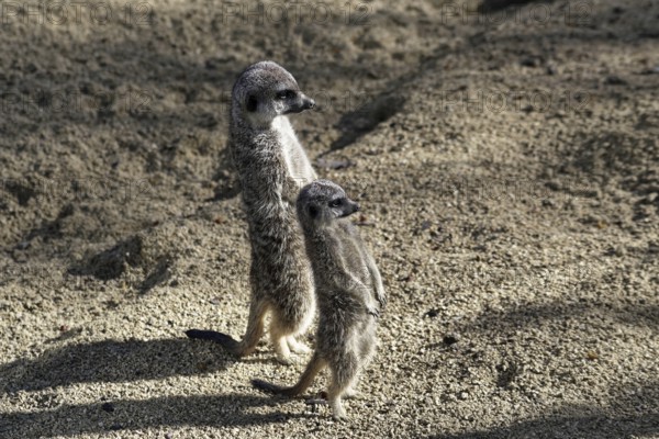 Two meerkats standing upright in the sunny sand, attentively observing, meerkat (Suricata suricatta), captive, on guard at dusk, Stuttgart, Baden-Württemberg, Germany, Europe Wilhelma, Tierpark. Stuttgart, Europe
