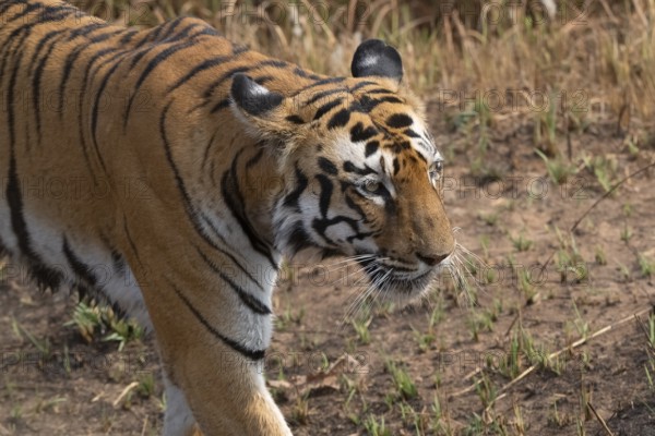 Tiger (Panthera tigris), Bengal tiger or Indian tiger, big cat (Pantherinae), carnivore (Carnivora), critically endangered, animal portrait, Tadoba National Park, tiger reserve, Maharashtra, Chandrapur, India