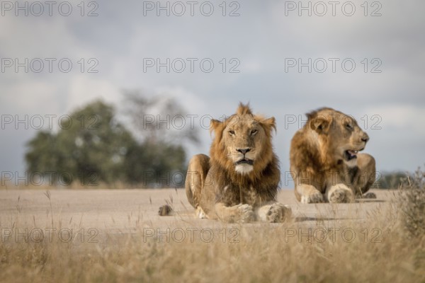 Two Lions laying on the road in the Sabi Sand Game Reserve, South Africa