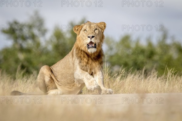 Young male Lion sitting down in the Kruger National Park, South Africa