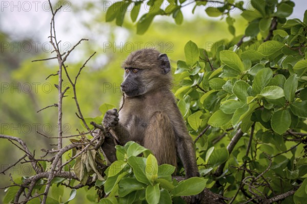 Baby Baboon relaxing in the Kruger National Park, South Africa