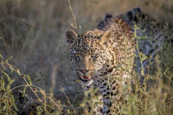 Young Leopard walking towards the camera in the Kruger National Park, South Africa