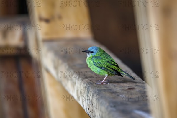 Close-up of a Blue dacnis perched on a wooden board, Serra da Mantiqueira, Atlantic Forest, Itatiaia, Brazil