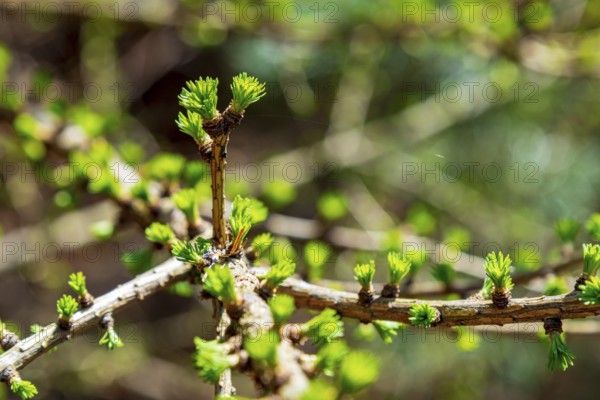 Conifer