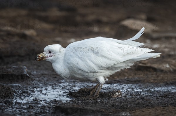White-faced sheathbill (Chionis alba), drinking at a water source, Bleaker Island, Falkland Islands, Great Britain, South Atlantic