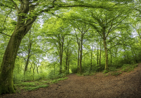 A shady forest path winds through lush green trees, mixed forest in Gelpetal, Wuppertal