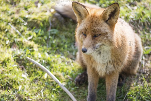 Red fox, Vulpes vulpes sitting and looking towards the camera