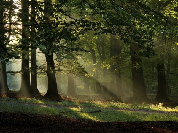 Beech forest with fog and warm sunshine in autumn, fall, Denmark